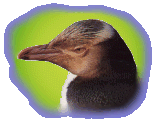 Hoiho