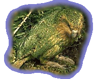 Kakapo