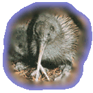 Kiwi