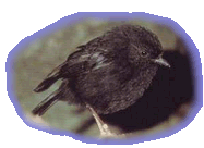 Chatham Island Robin