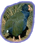 Takahe